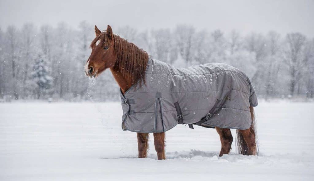 Faut-il couvrir son cheval en hiver ?