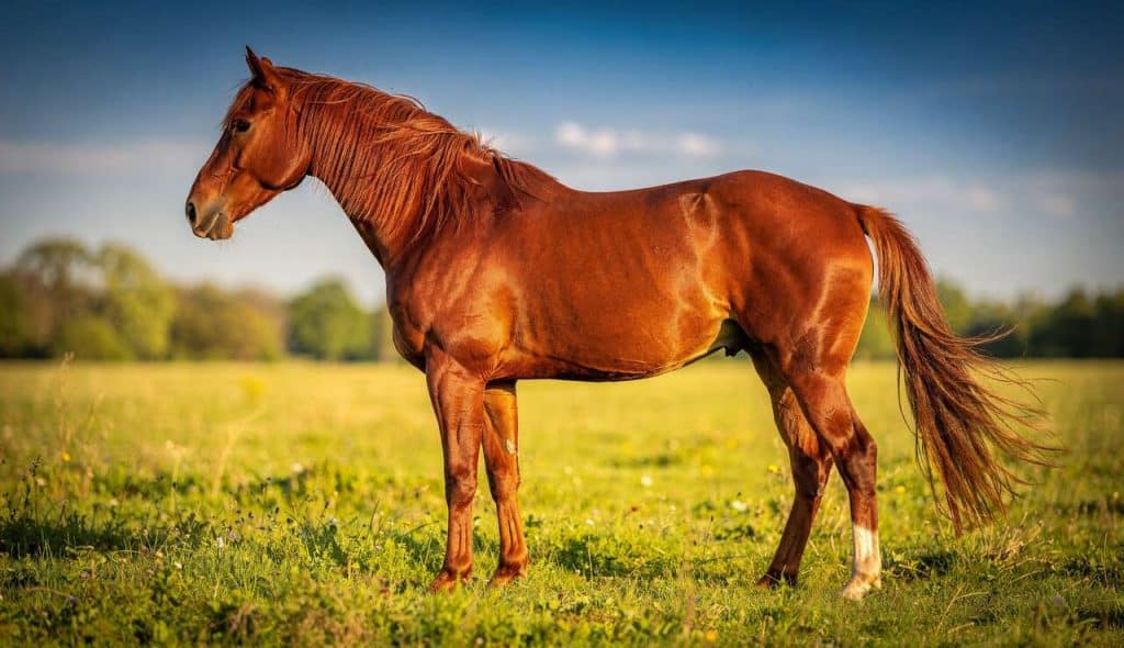 Surpoids chez le cheval : risques et solutions