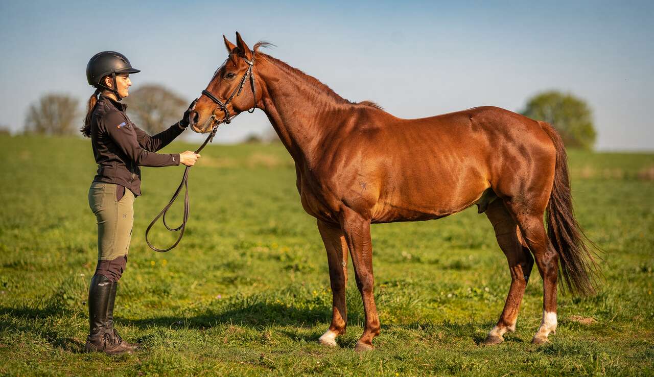 Assouplissement Cheval : les Meilleurs Exercices pour votre Cheval