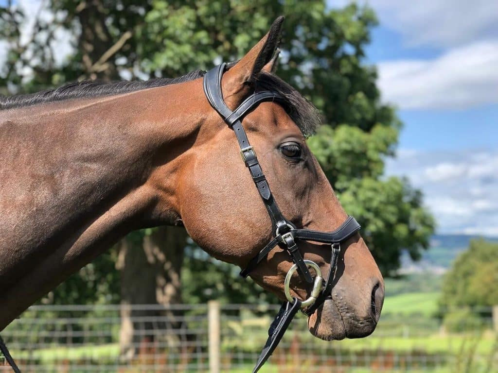 Test de l'easytrek bridon anatomique en cuir noir ou marron