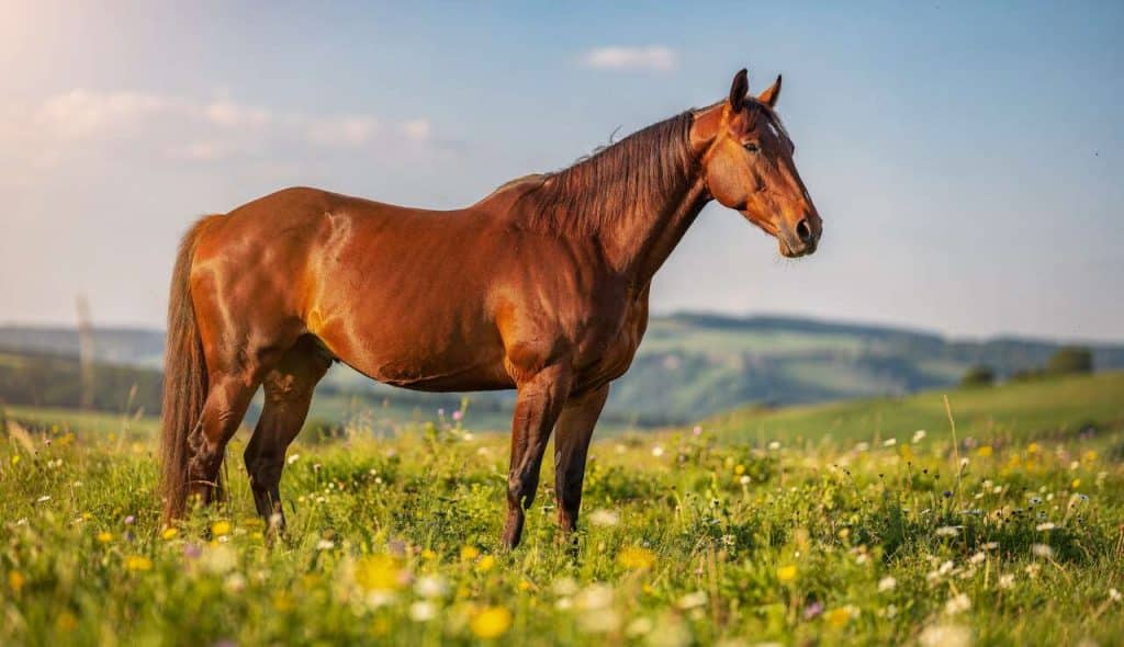 Facteurs Influant la Symétrie et l'Allure du Cheval