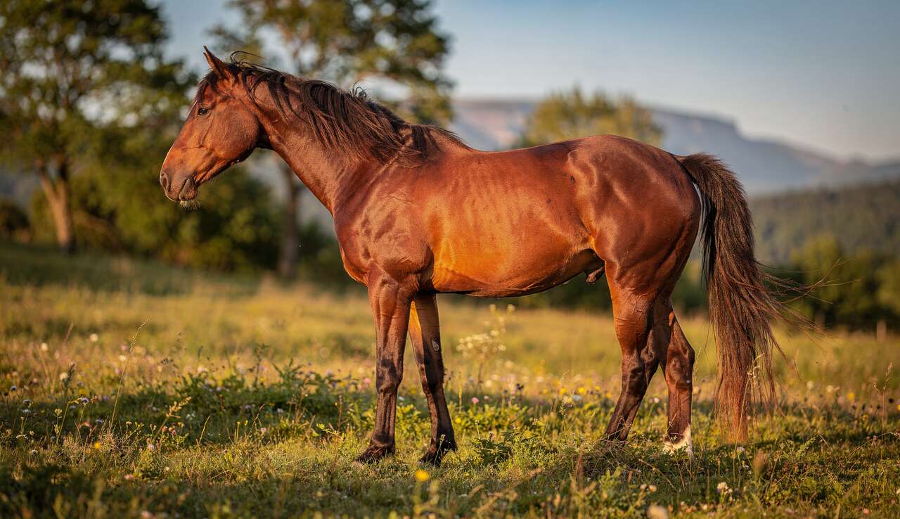 Identifier la dissym&eacute;trie : signes &agrave; rep&eacute;rer