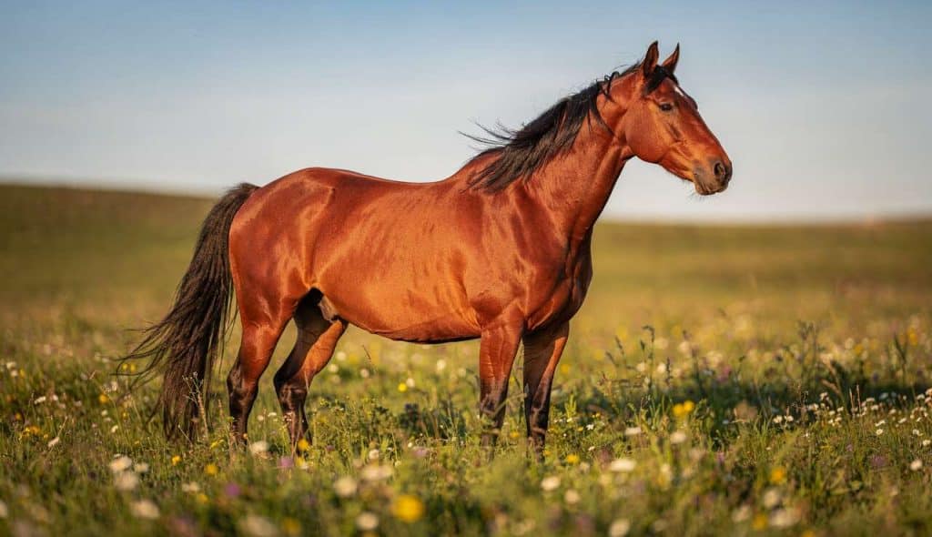Comprendre la génétique de la robe des chevaux bai