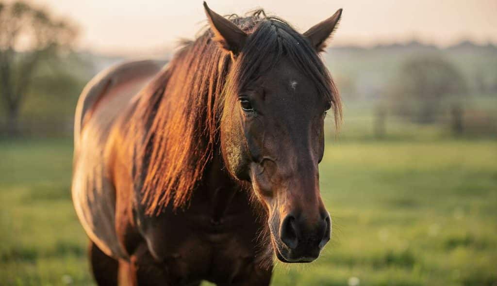 Comprendre l'emphysème chez le cheval : causes et solutions
