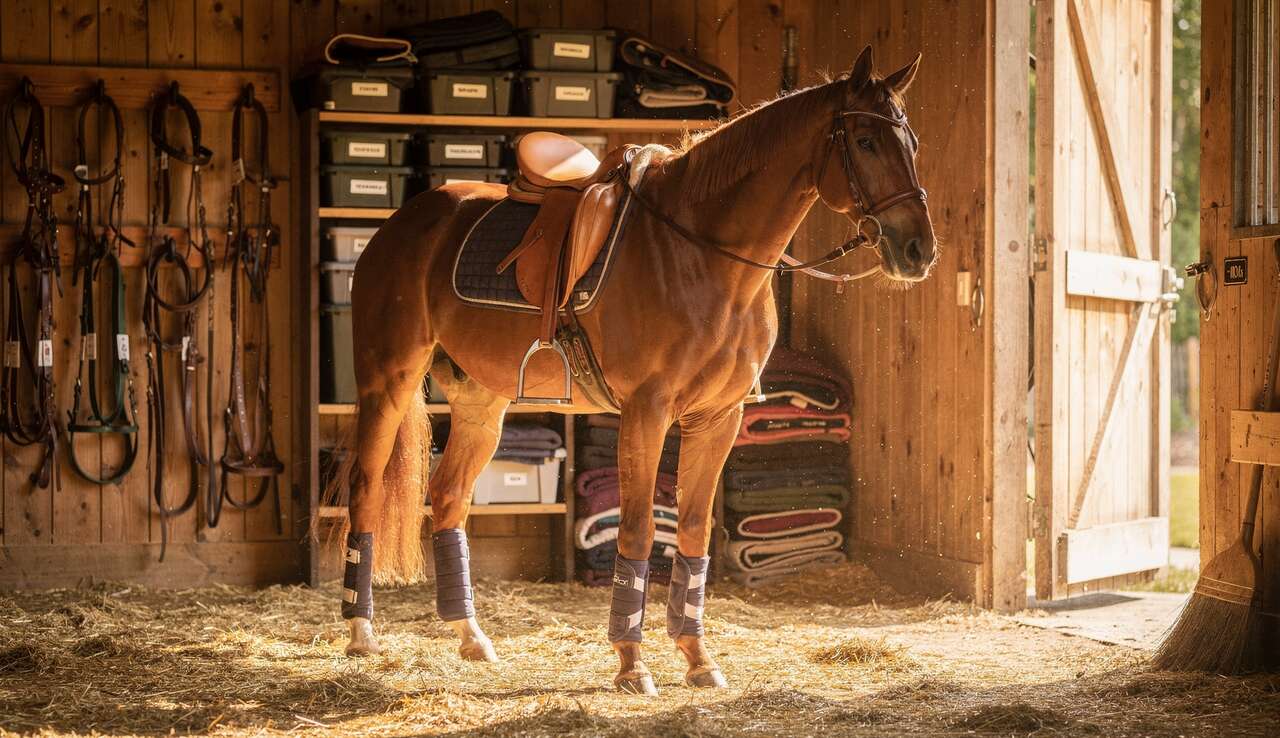 Comment organiser efficacement le travail de son cheval ?