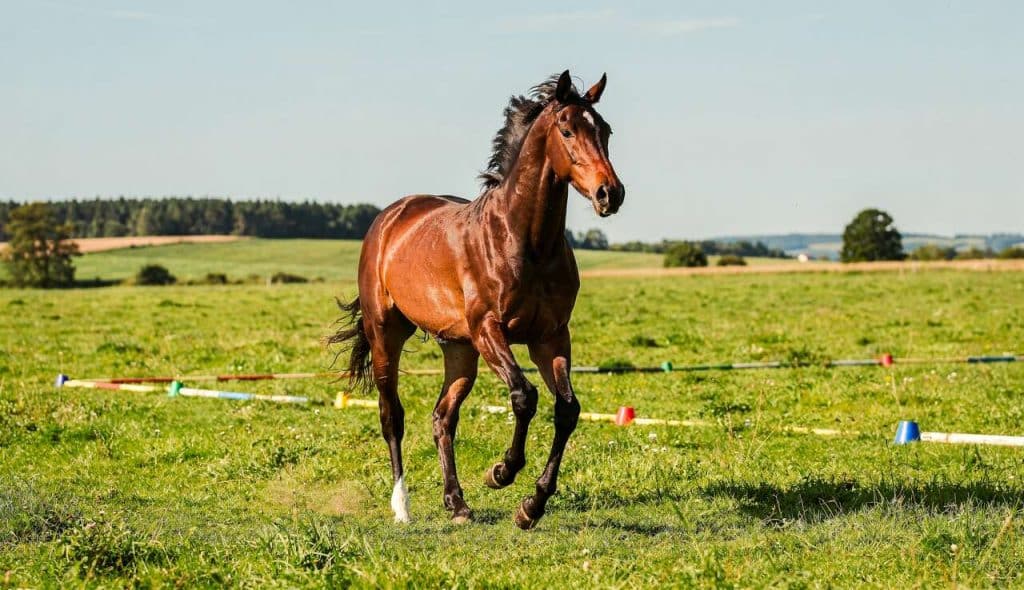 Exercices essentiels pour le jeune cheval : guide pratique