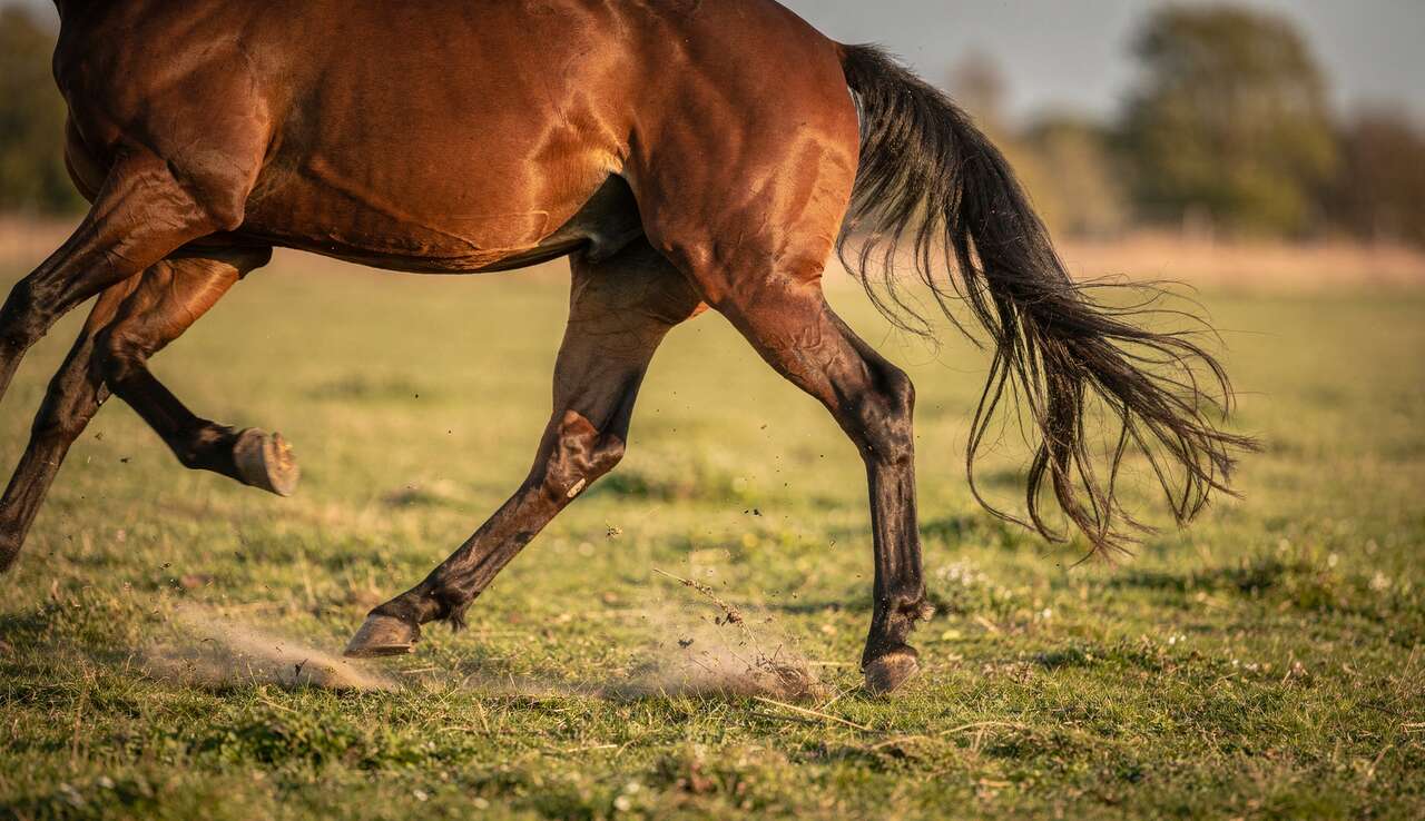 L'importance de la pr&eacute;paration physique du cheval