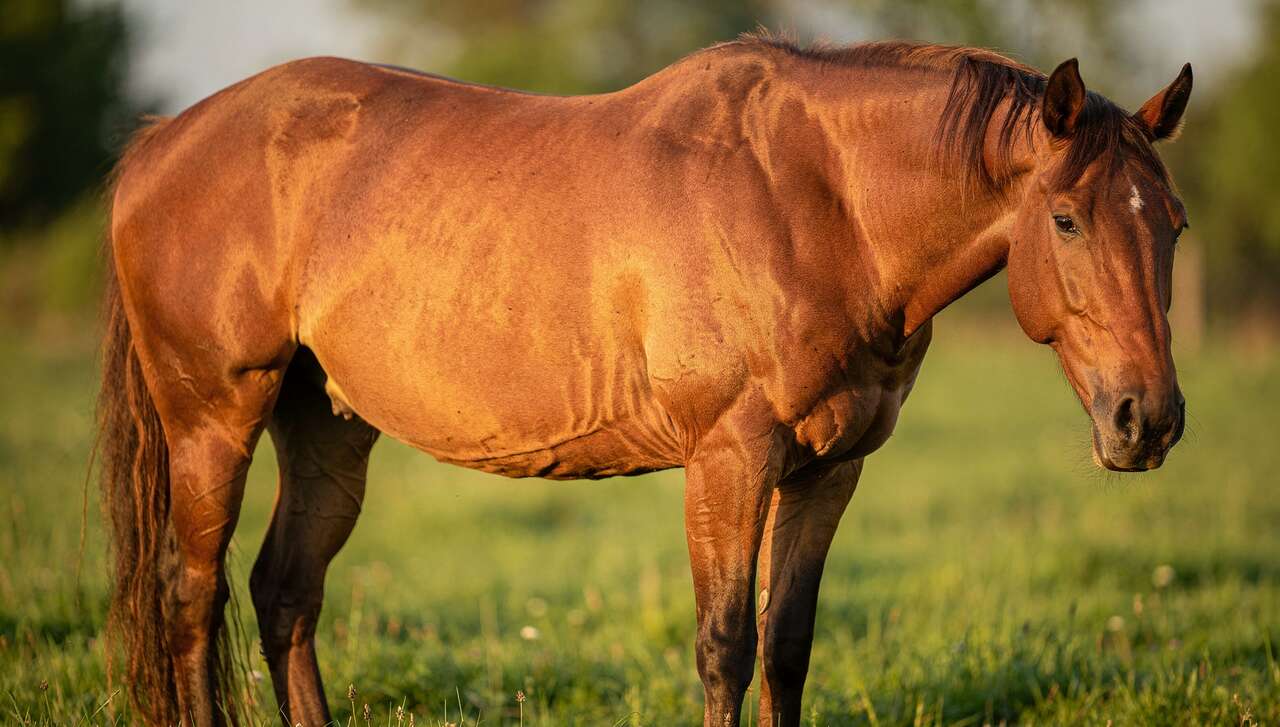 Impact des ulc&egrave;res sur le bien-&ecirc;tre du cheval
