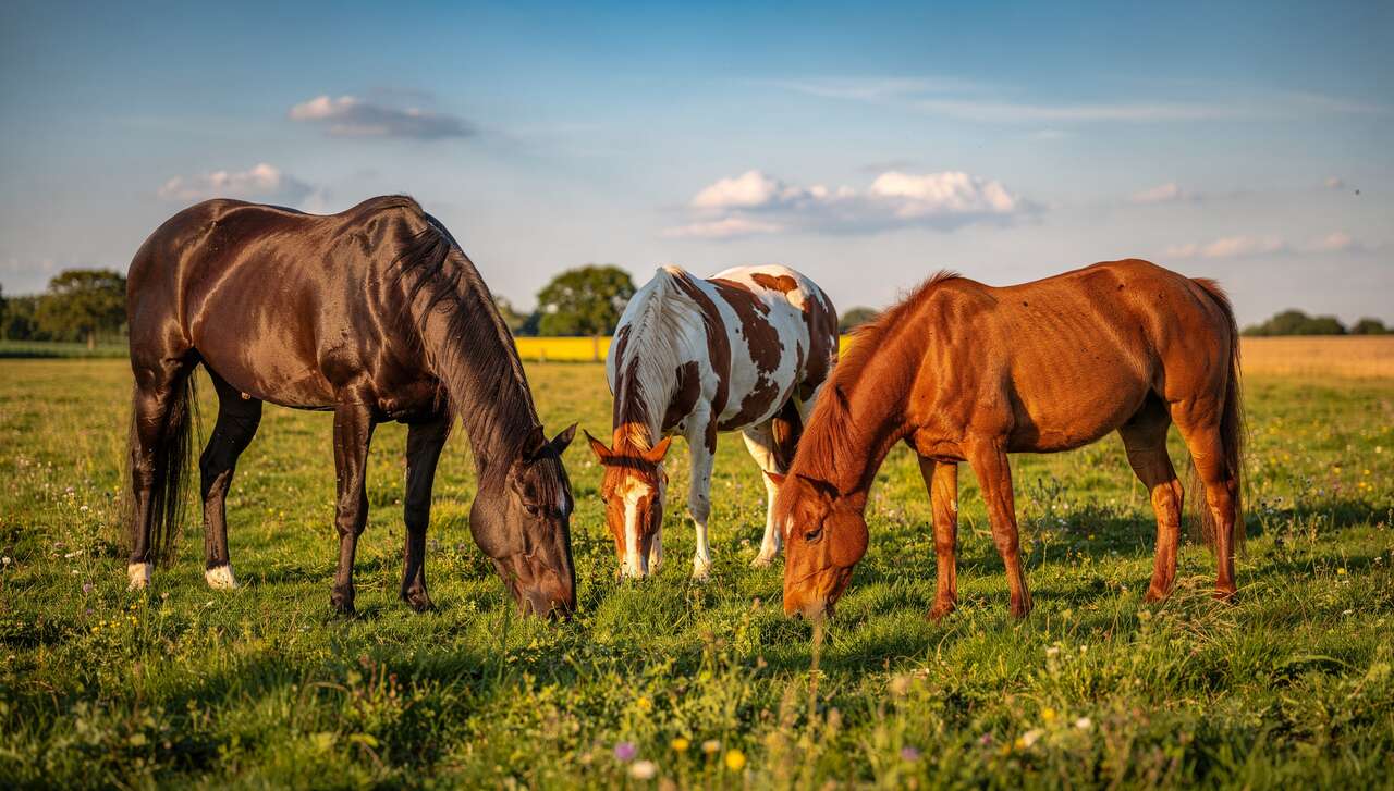 OC, oNC ou PP : quel cheval choisir ?