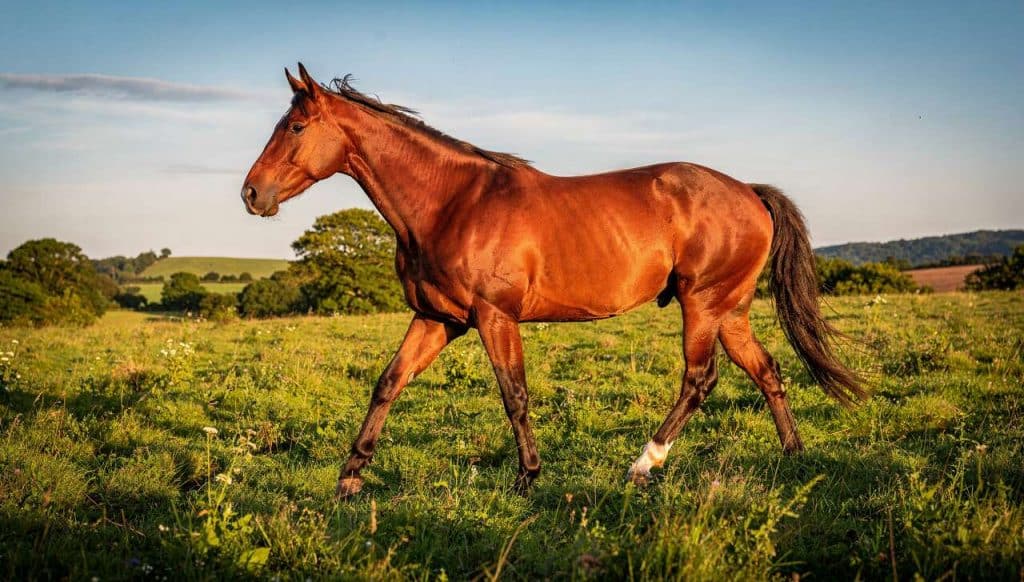 Détecter la boiterie chez le cheval : comment procéder ?