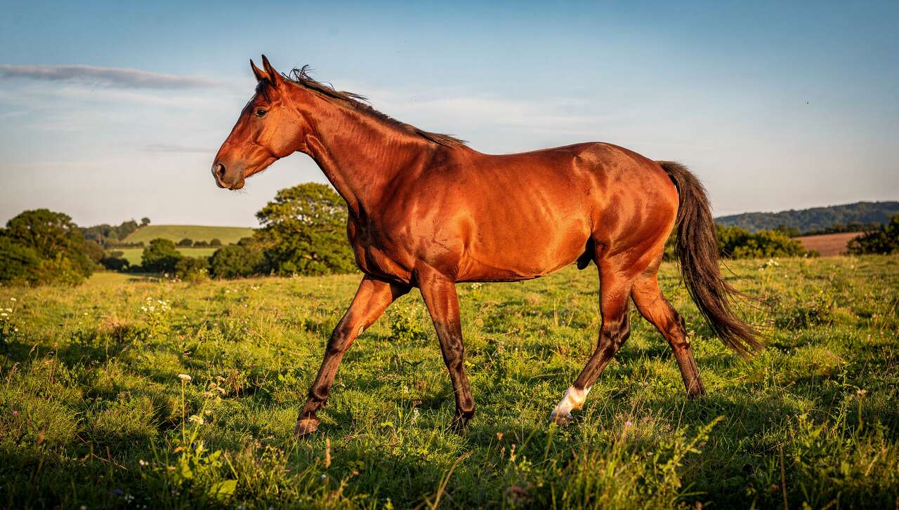 Détecter la boiterie chez le cheval : comment procéder ?