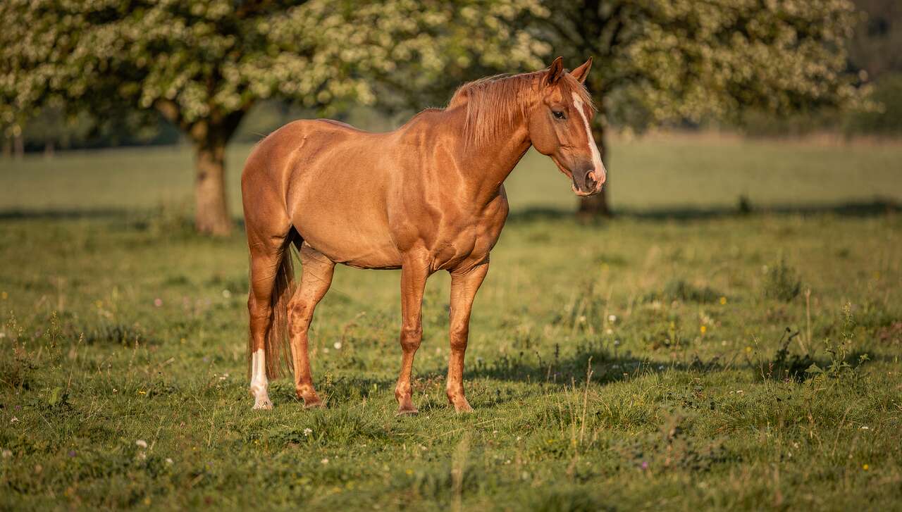 Observer le cheval au repos Observer le cheval au repos