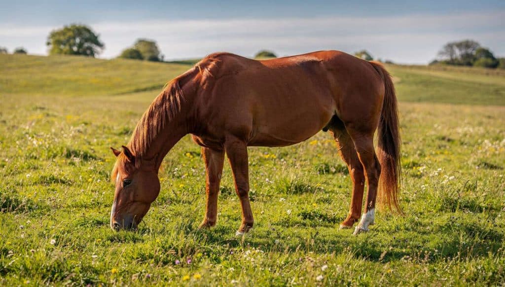 Comment rendre son cheval autonome ?