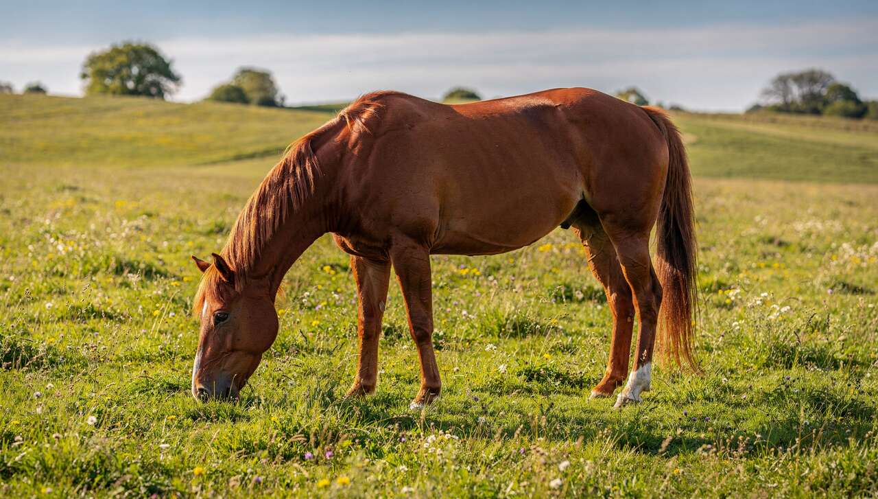 Comment rendre son cheval autonome ?