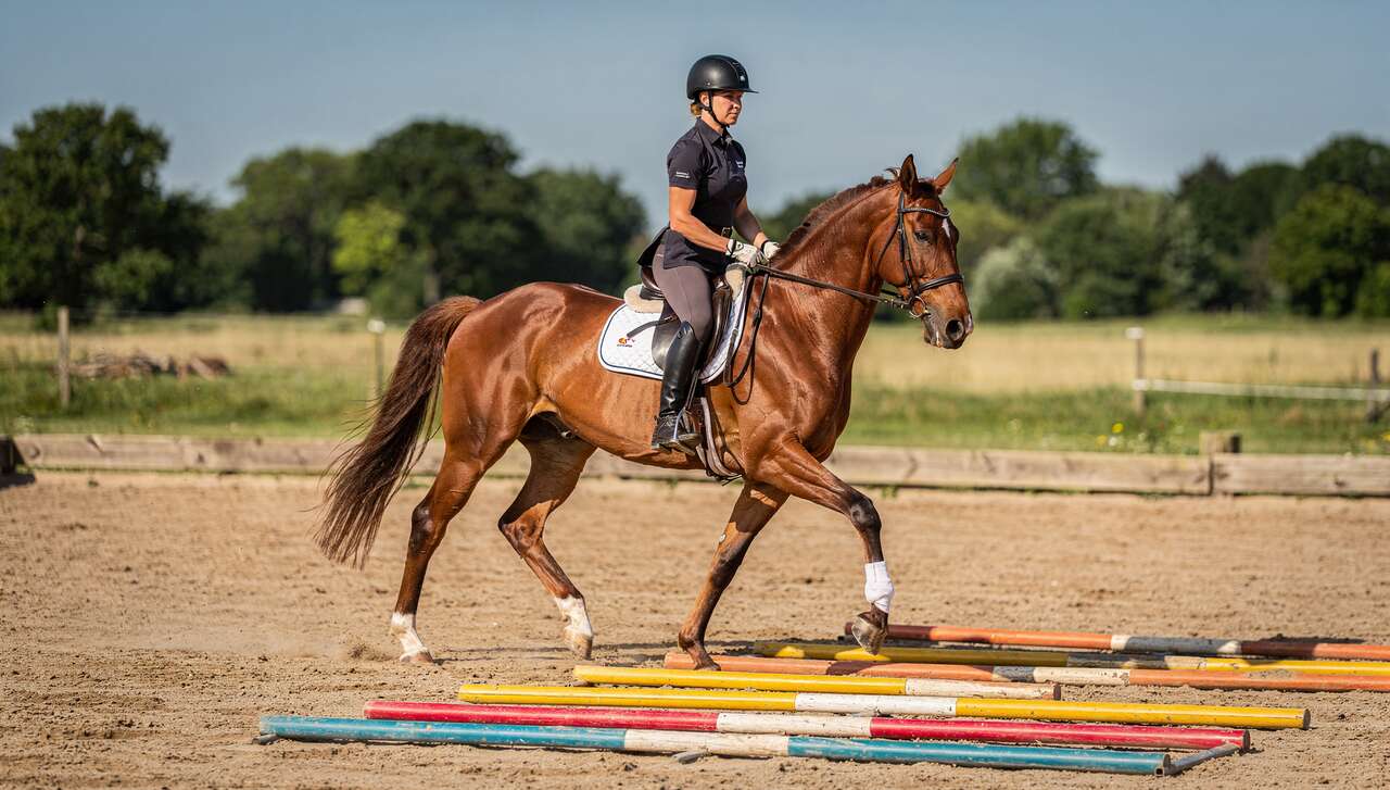 Exercices de barres au sol pour chevaux : améliorez votre pratique équestre