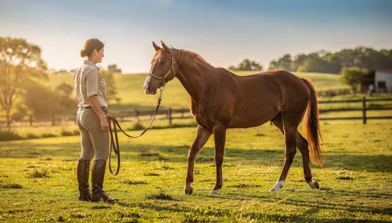 Débourrage d'un Cheval : techniques et Conseils