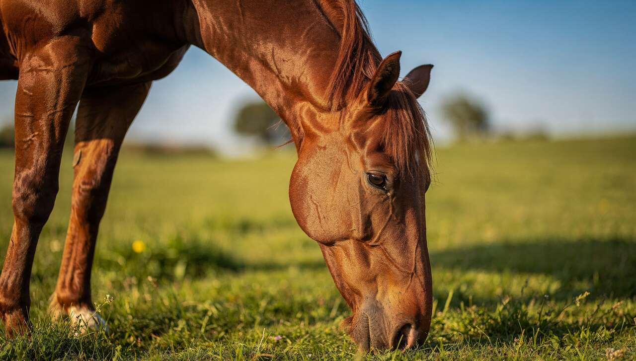 Exercices essentiels pour une remise en forme progressive