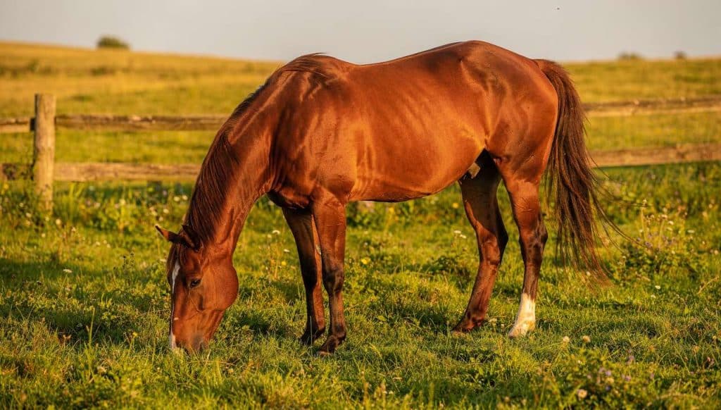 Comment vermifuger efficacement un cheval avant le retour au pré ?