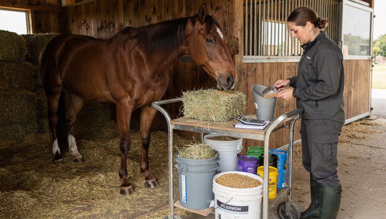 Comment calculer la ration de son cheval ?
