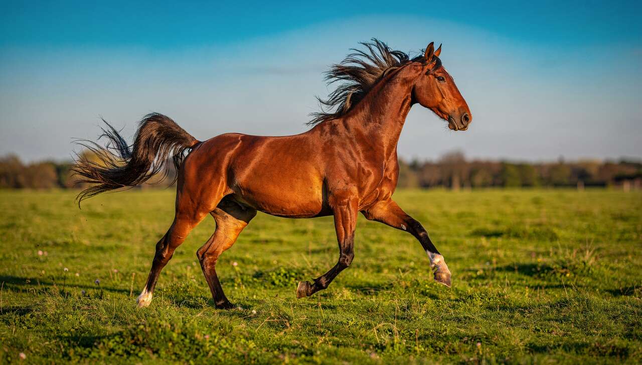 Améliorer la qualité du galop de votre cheval : conseils experts