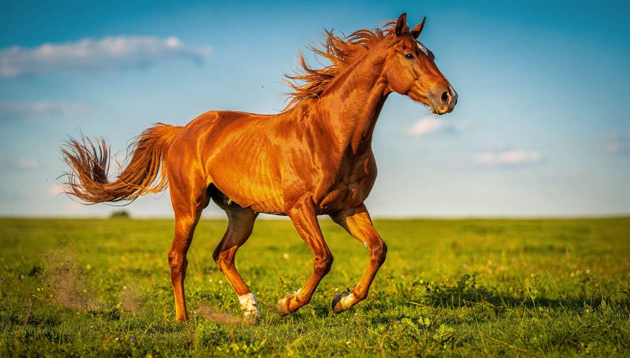 Améliorer la puissance et la souplesse du cheval : guide pratique