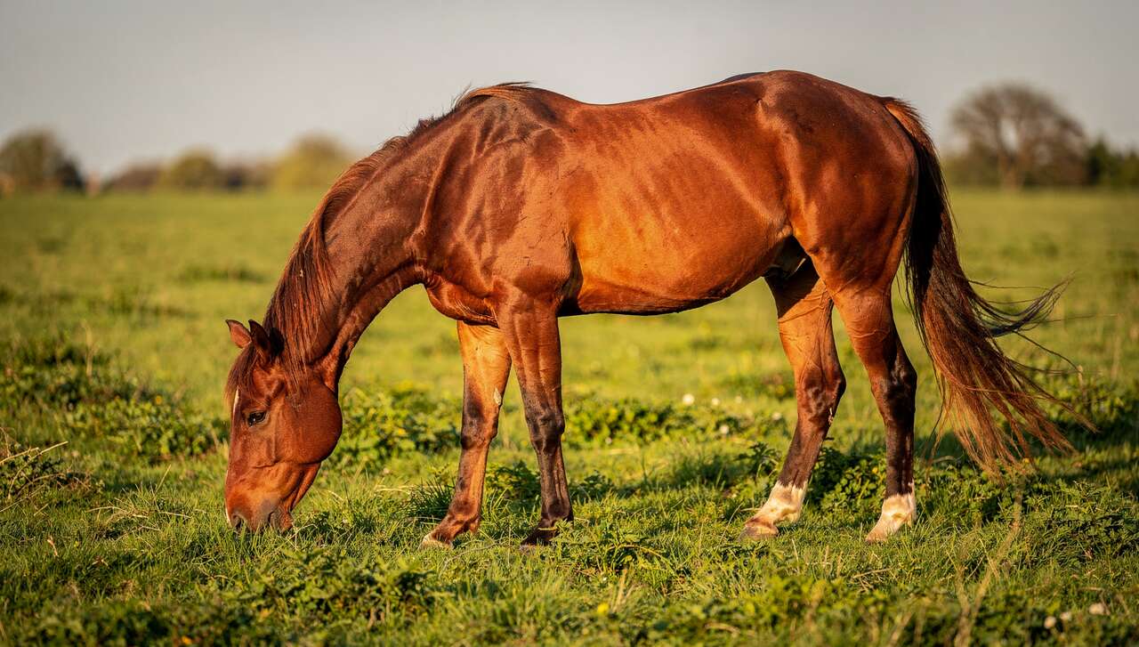 Tout savoir sur le Quarter Horse
