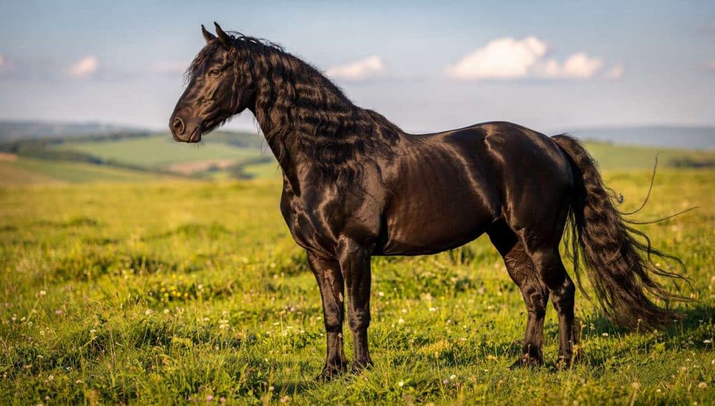 Tout savoir sur le cheval Frison : la perle noire