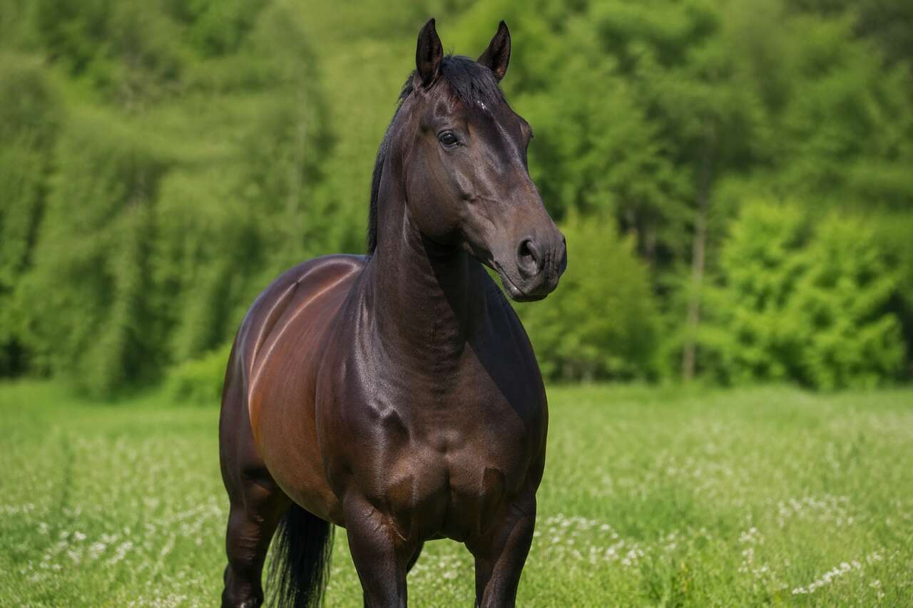 Comment muscler le poitrail de votre cheval ?