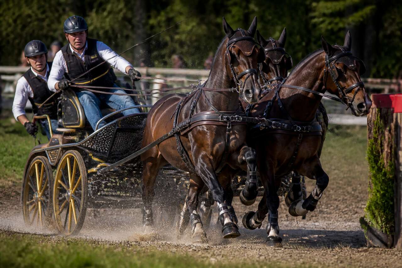Portrait de tony ecalle : un champion de l'attelage