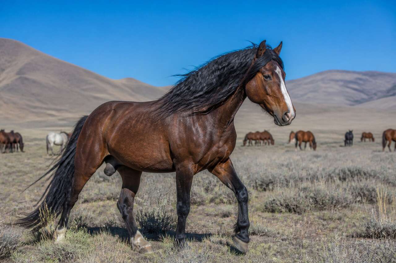 Domestication du cheval : histoire et évolution