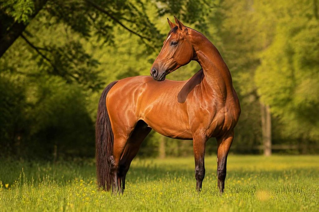 Incurvation du cheval : guide essentiel pour cavaliers