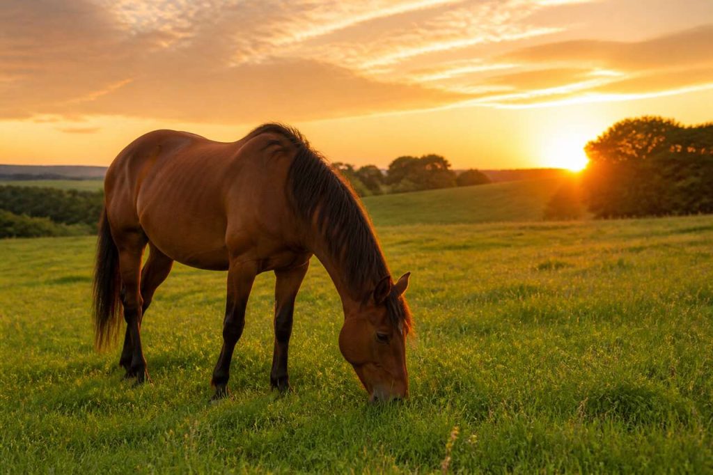 Comment prendre soin de votre cheval au pâturage en été ?