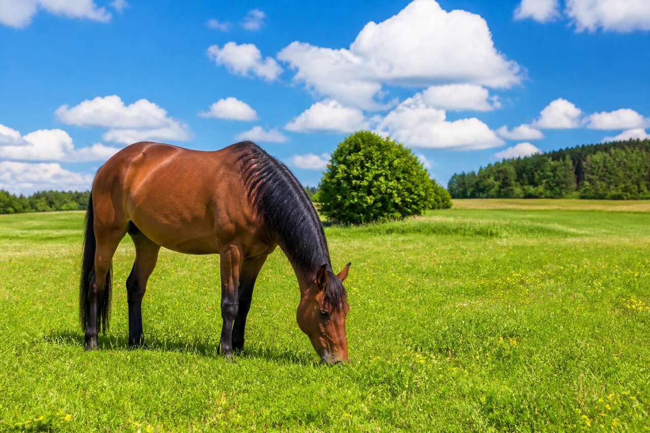 Activit&eacute;s estivales pour le cheval au p&acirc;turage