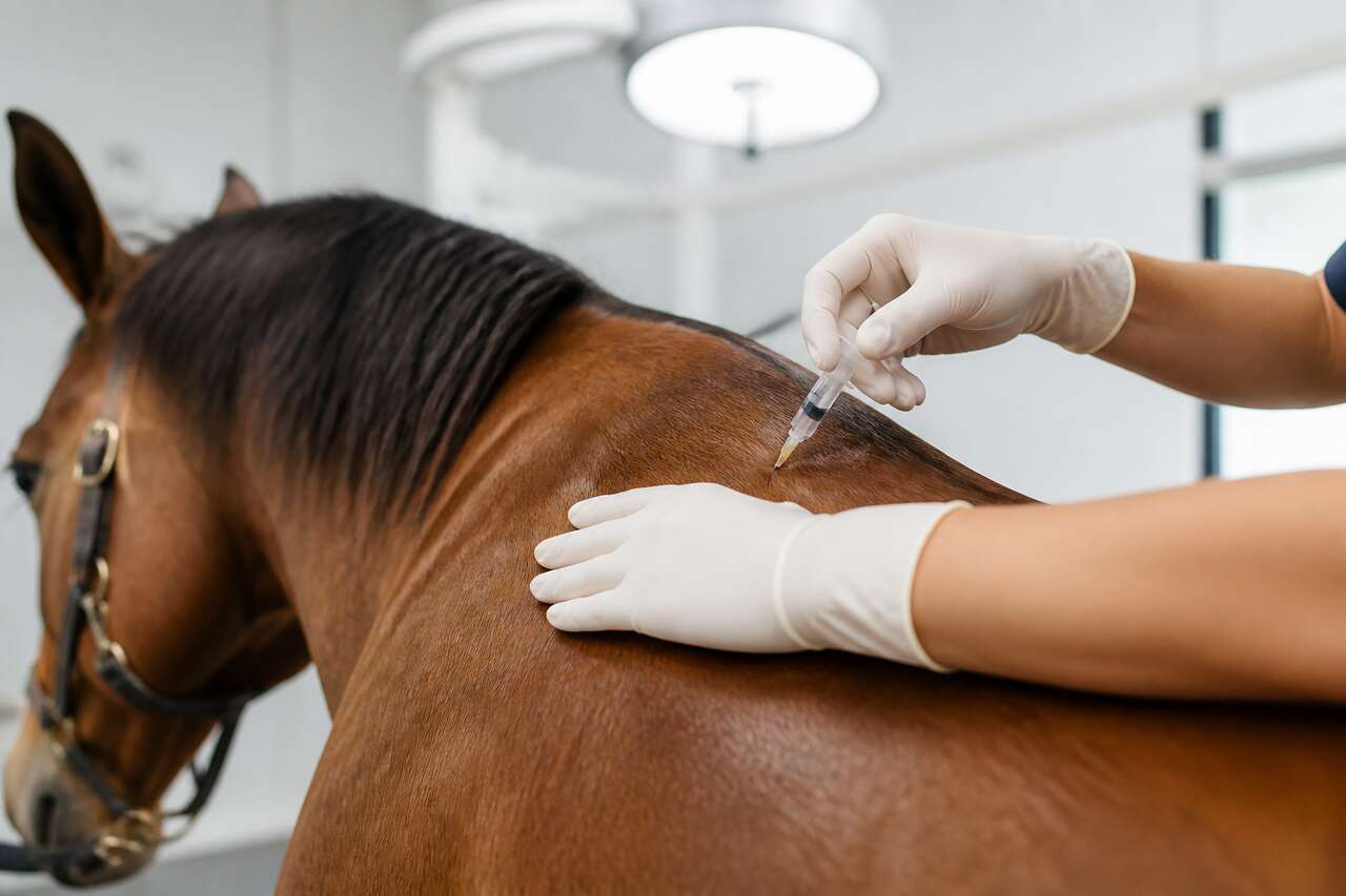 Mésothérapie du cheval : bienfaits et applications