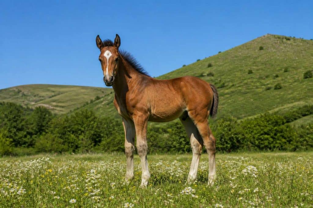 Assurer un jeune cheval : guide complet et conseils