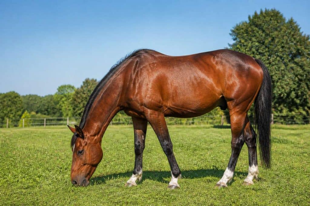 Le sans céréales chez les chevaux : décryptage
