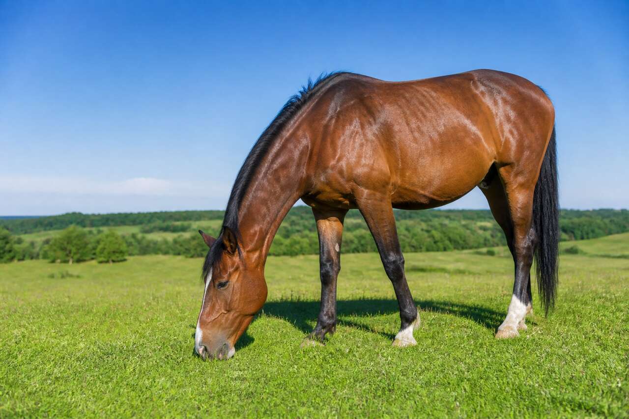 Pourquoi opter pour une alimentation sans c&eacute;r&eacute;ales ?