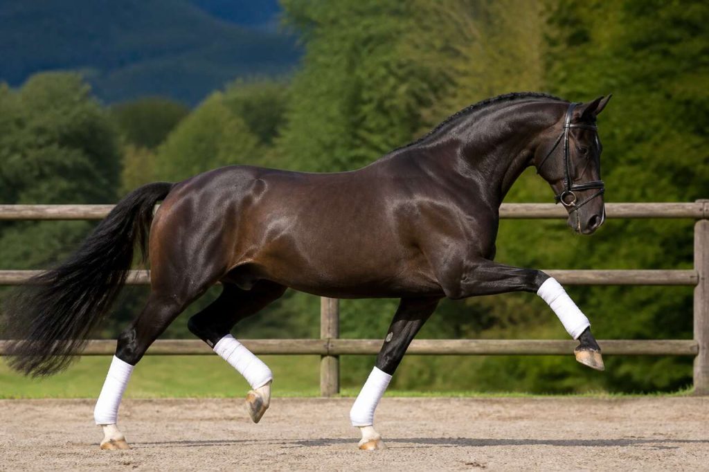 Amplitude du cheval : un exercice essentiel