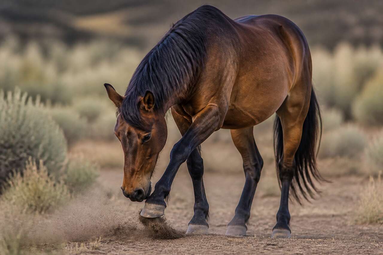 Ce que signifie vraiment le grattage du sol chez le cheval Ce que signifie vraiment le grattage du sol chez le cheval