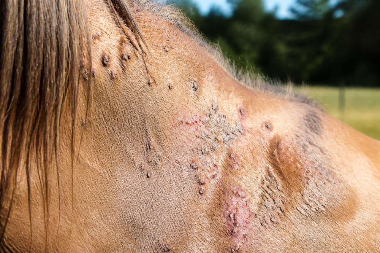 Dermite estivale du cheval : causes, symptômes et traitements