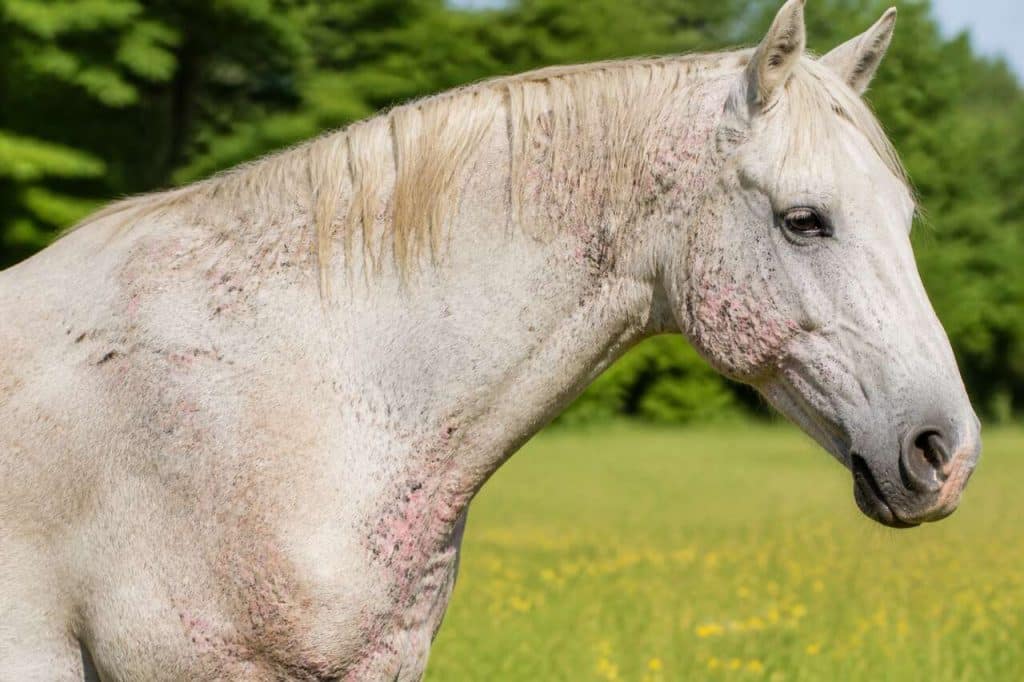Comprendre et traiter la dermite estivale du cheval