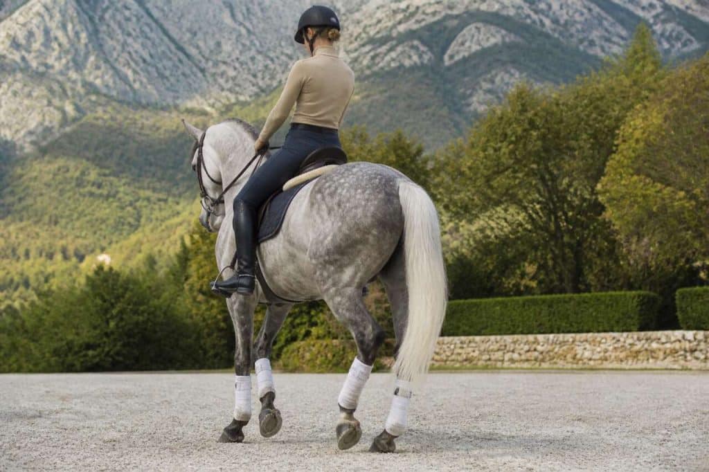 Comment apprendre à reculer au cheval ?
