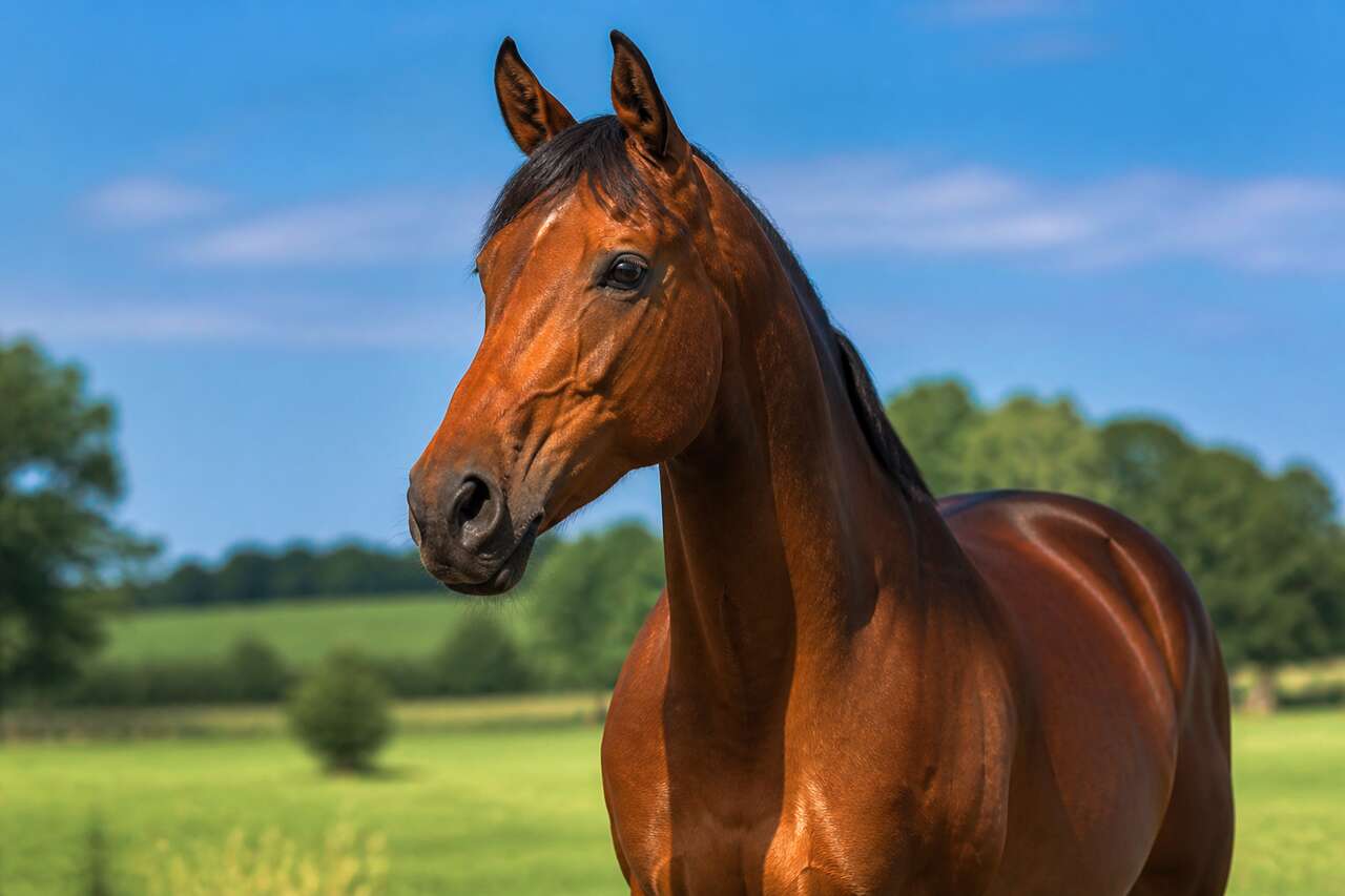 Sexe du cheval : de quoi parle-t-on exactement