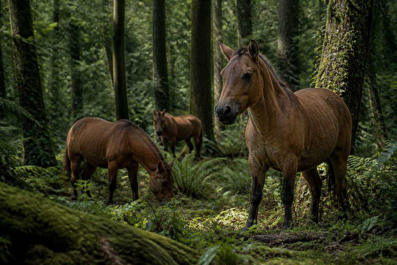Aux origines : de petits &eacute;quid&eacute;s forestiers aux premiers pas vers la course