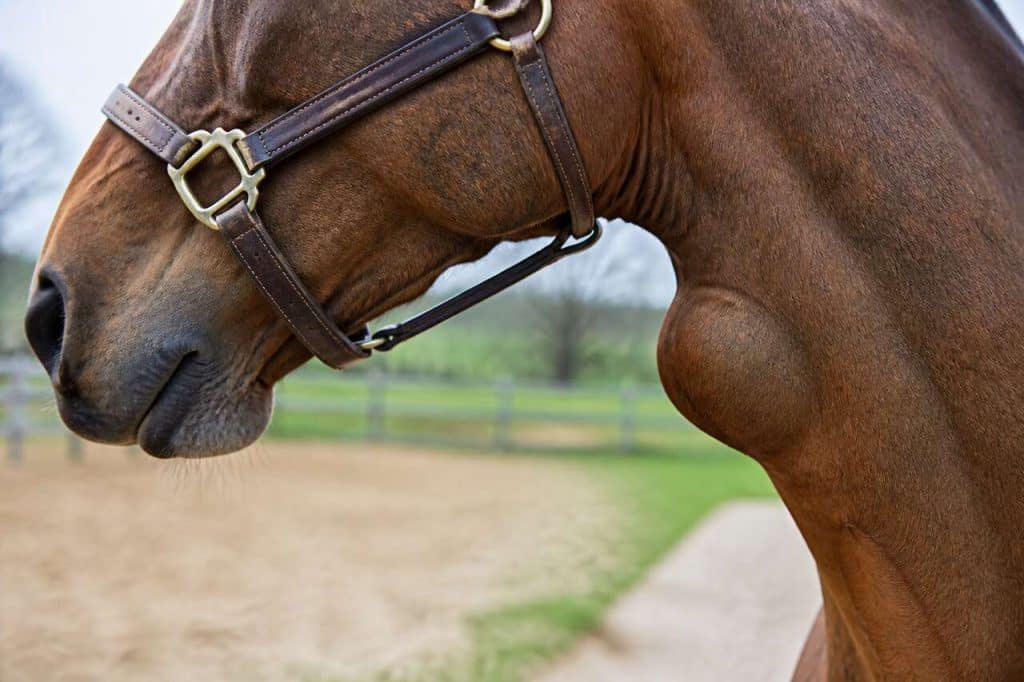 Comprendre la gourme chez le cheval
