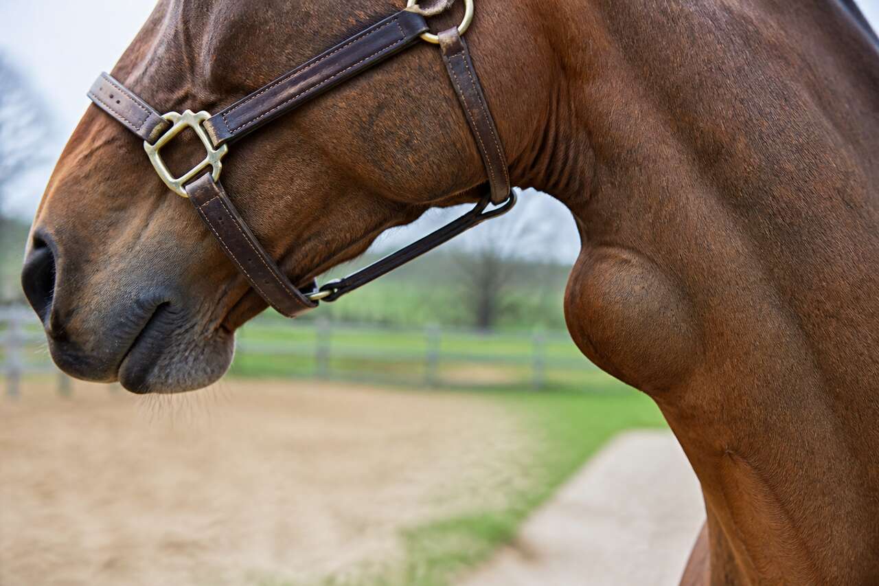 Comprendre la gourme chez le cheval