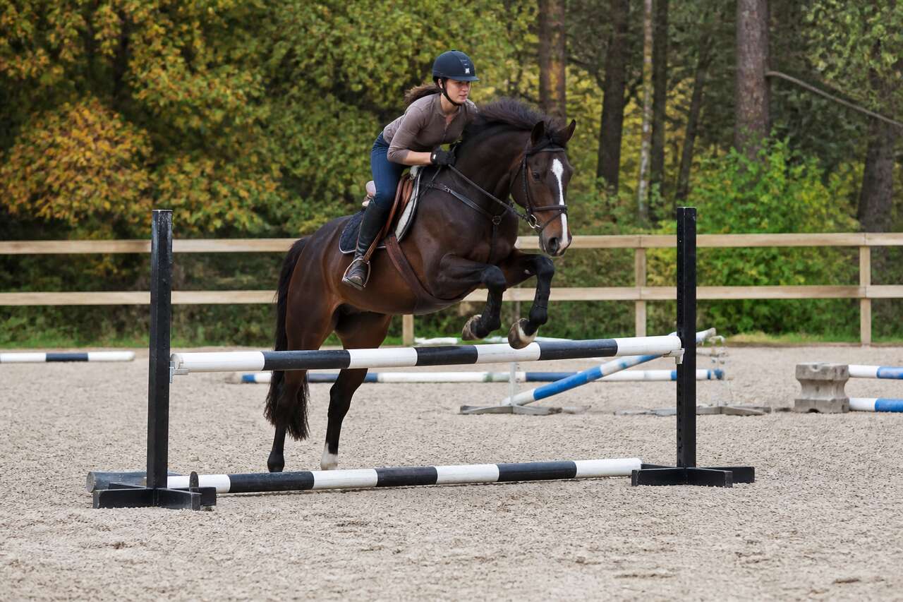 Exercices pratiques: barres au sol, cavaletti et petites lignes