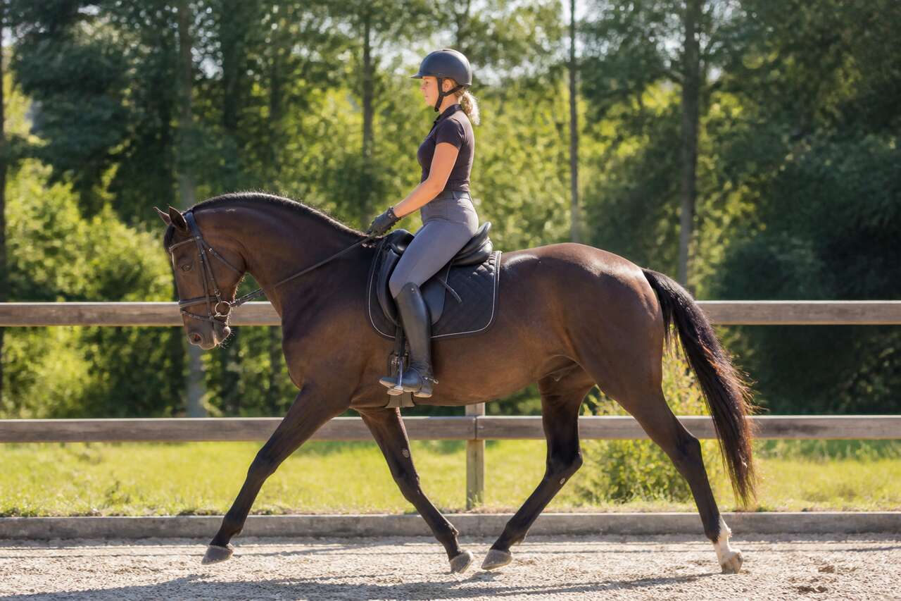 Exercices pour améliorer le trot assis à cheval