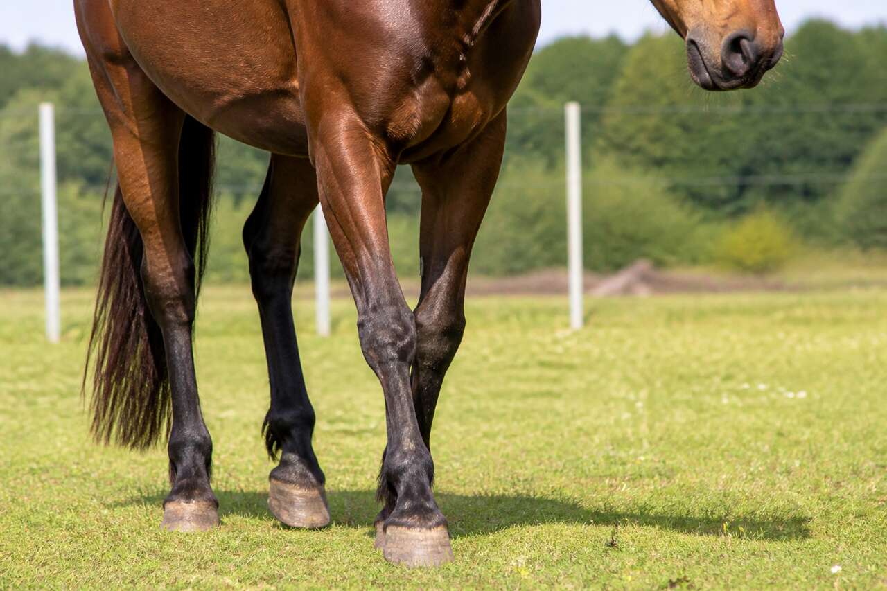 Cheval et arthrose : comprendre et gérer les symptômes
