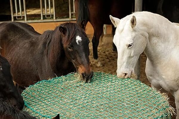 Découvrez notre test complet du filet à foin Kerbl 321604 : maillage précis, pratique et résistant pour l'alimentation optimale de vos chevaux. 